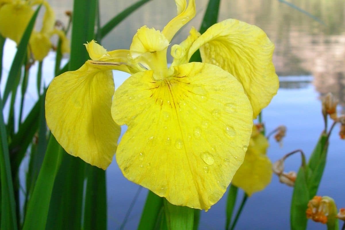 Flag Flower seeds for Planting - Wildflower Mix, Heirloom & GMO Free Seeds for Home Garden