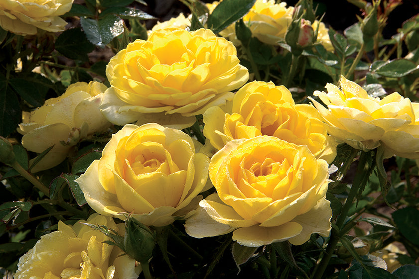 Yellow Sunblaze Miniature Rose for Planting NonGMO Heirloom Garden Seeds Long Bloom Season
Sale