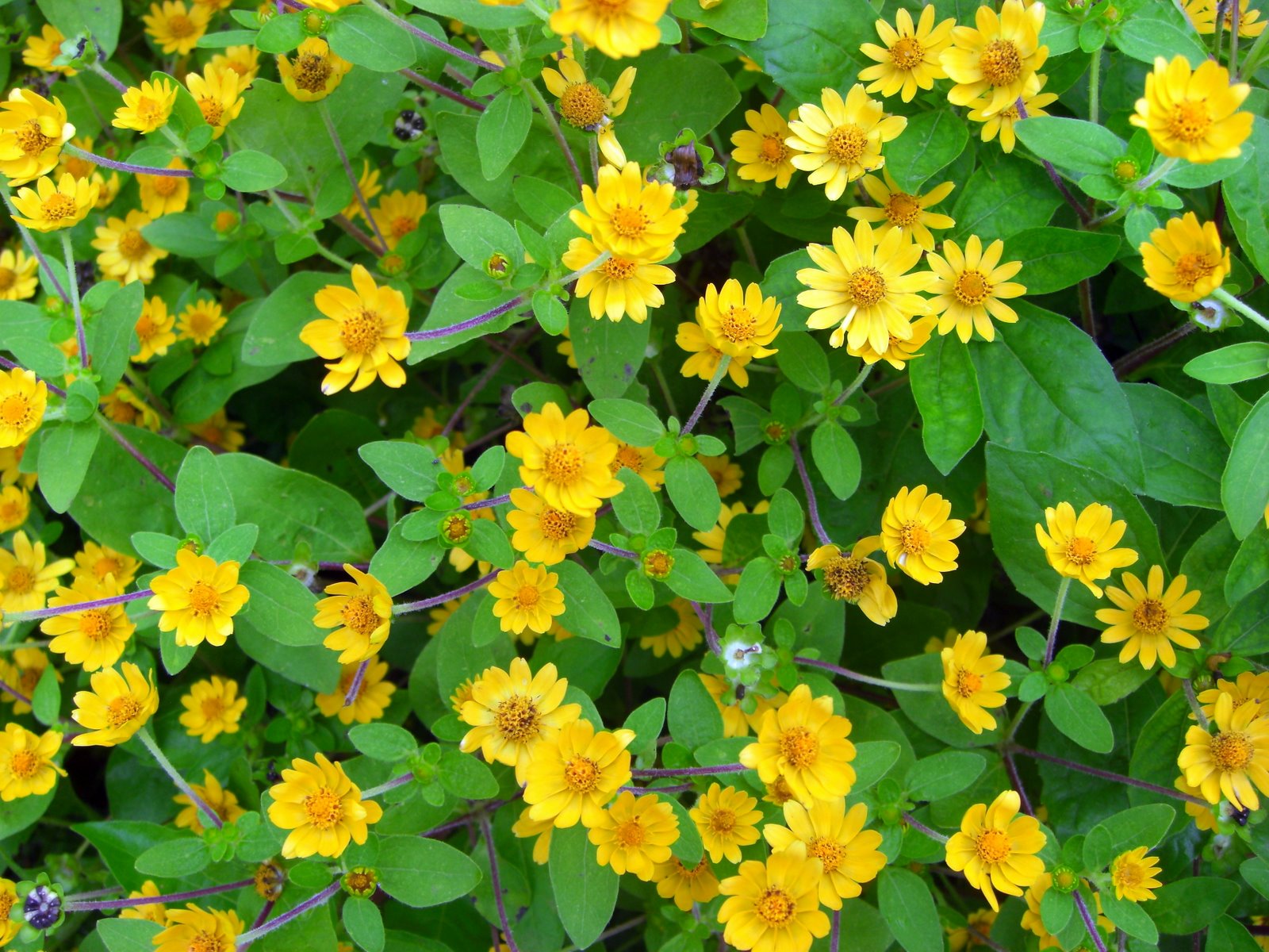 Melampodium Flower seeds for Planting Vibrant Colors Heirloom & GMO Free Seeds for Home Garden