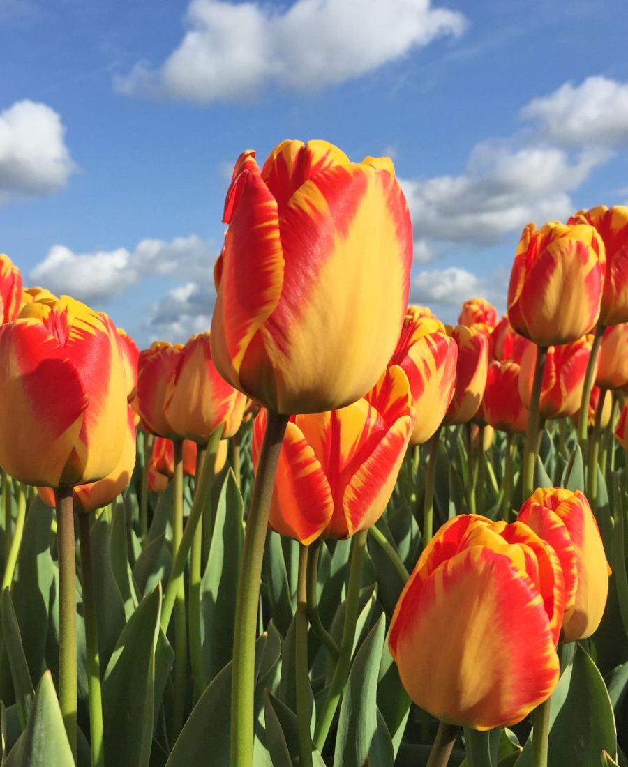 Red Yellow Tulip Flower Seeds Flower seeds for Planting Seasonal Bloomer Heirloom & GMO Free Seeds for Home Garden
Sale for planting in home garden