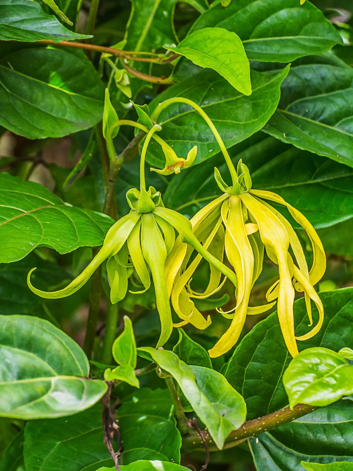 Odorata Flower seeds for Planting - Cut Flower Favorite, Heirloom & GMO Free Seeds for Home Garden Sale