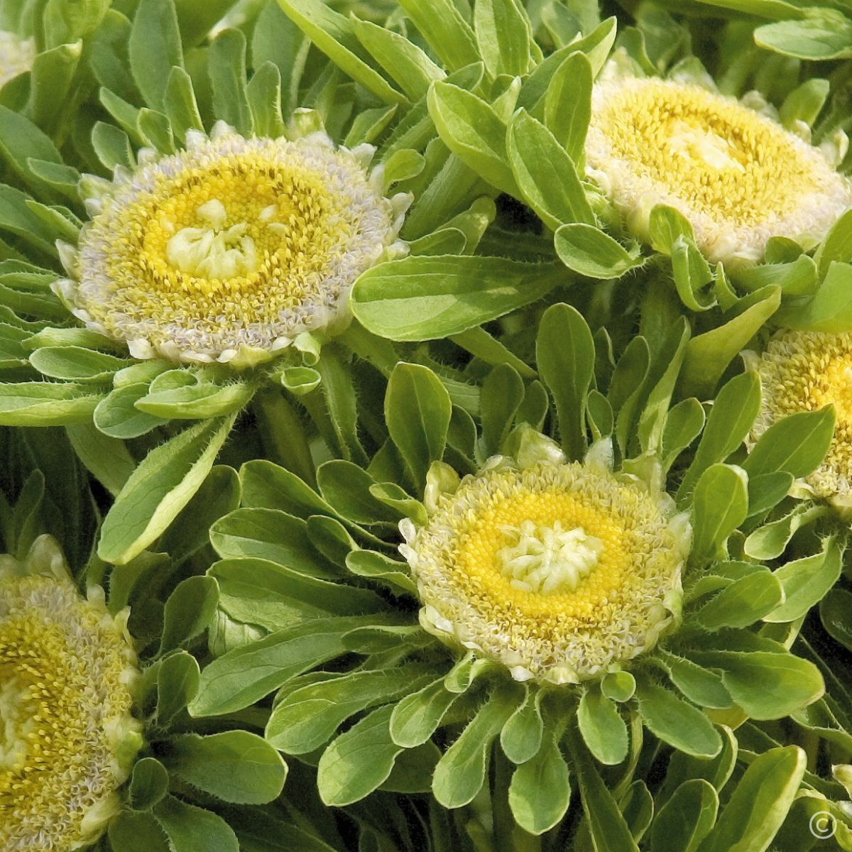 Yellow Green Aster Flower Seeds for Planting Seasonal Bloomer Heirloom & GMO Free Seeds for Home Garden
Sale