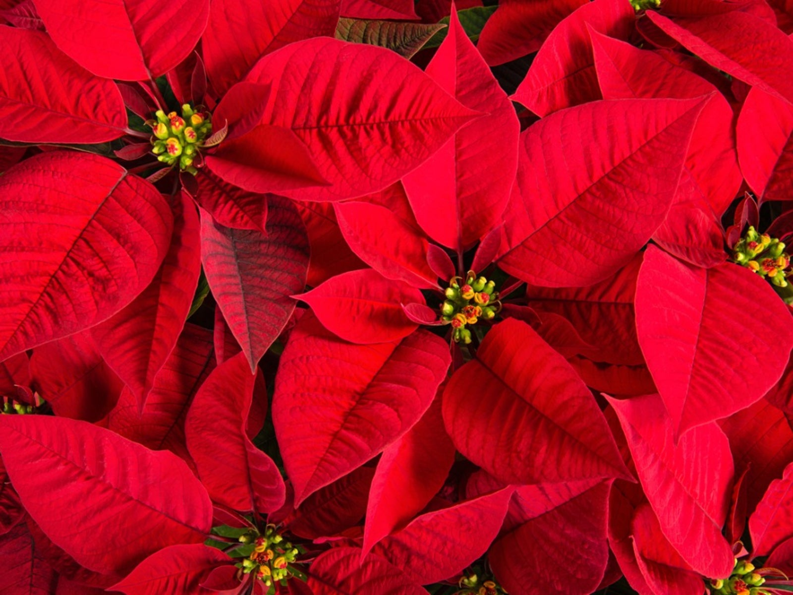 Red Green Poinsettia Flower seeds for Planting Rich Fragrance Heirloom & GMO Free Seeds For Home Garden Sale