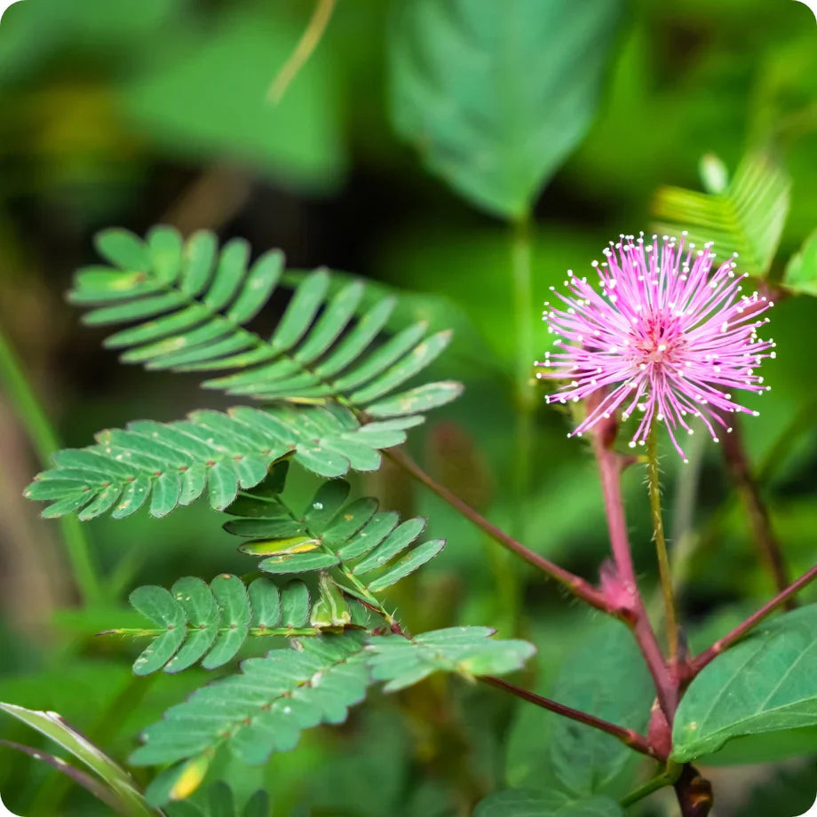 Plantas Sensibles Flower seeds blooming in flower beds, containers, borders, and pollinator-friendly gardens