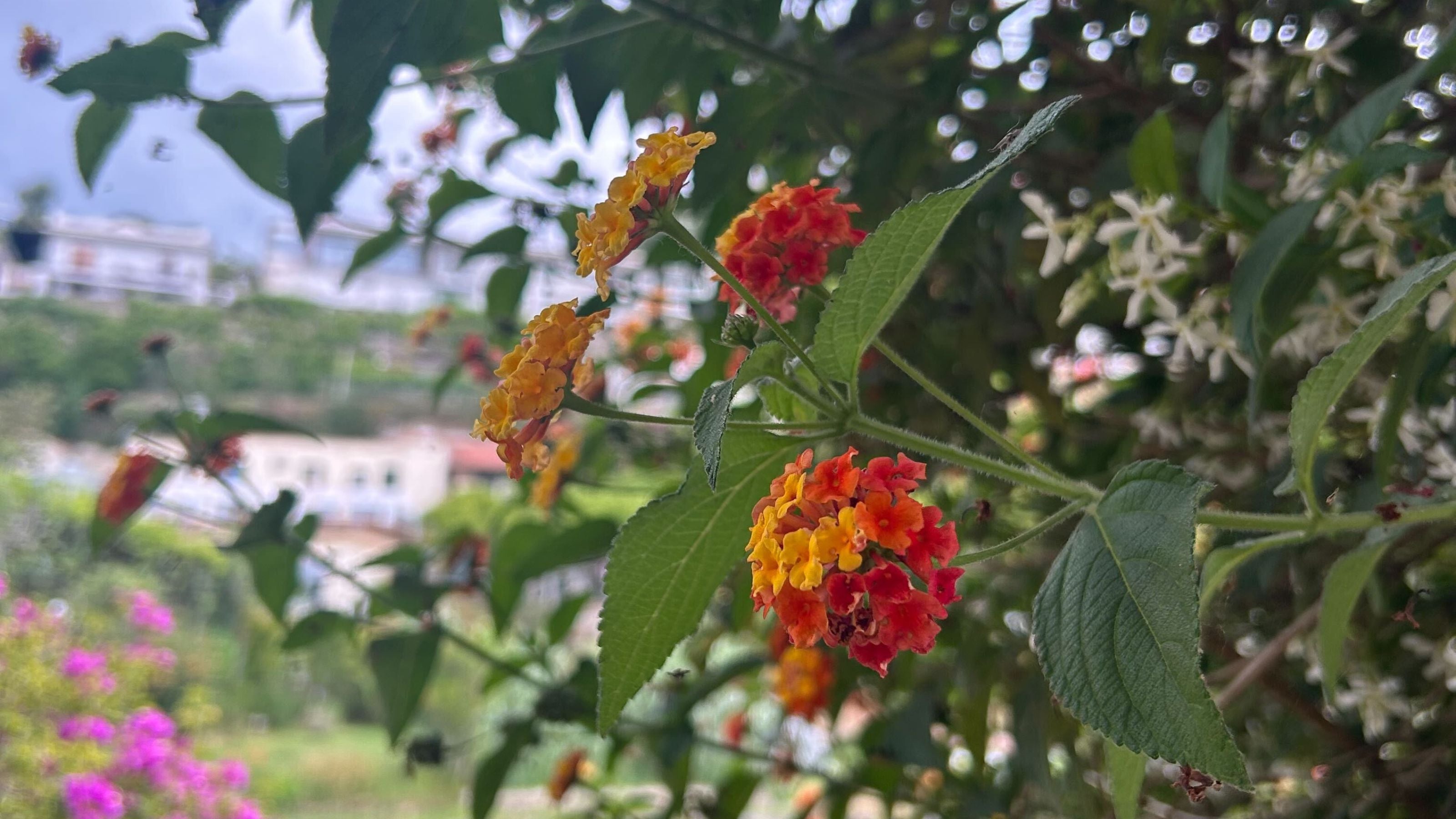Orange Red Lantana Flower Planting Seeds - Vibrant and Resilient Garden Blooms