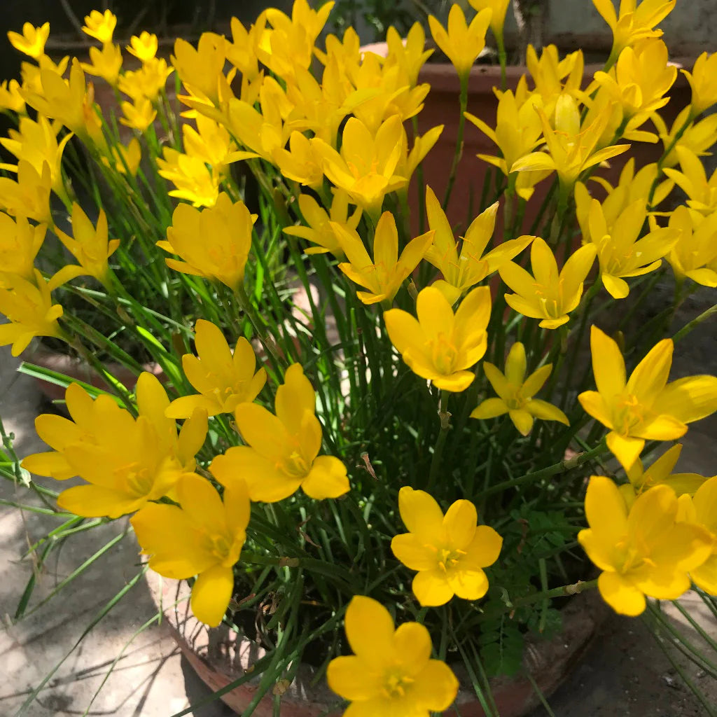 Balsamine Yellow Flower seeds for Planting - Perfect for Borders, Heirloom & GMO Free Seeds for Home Garden
