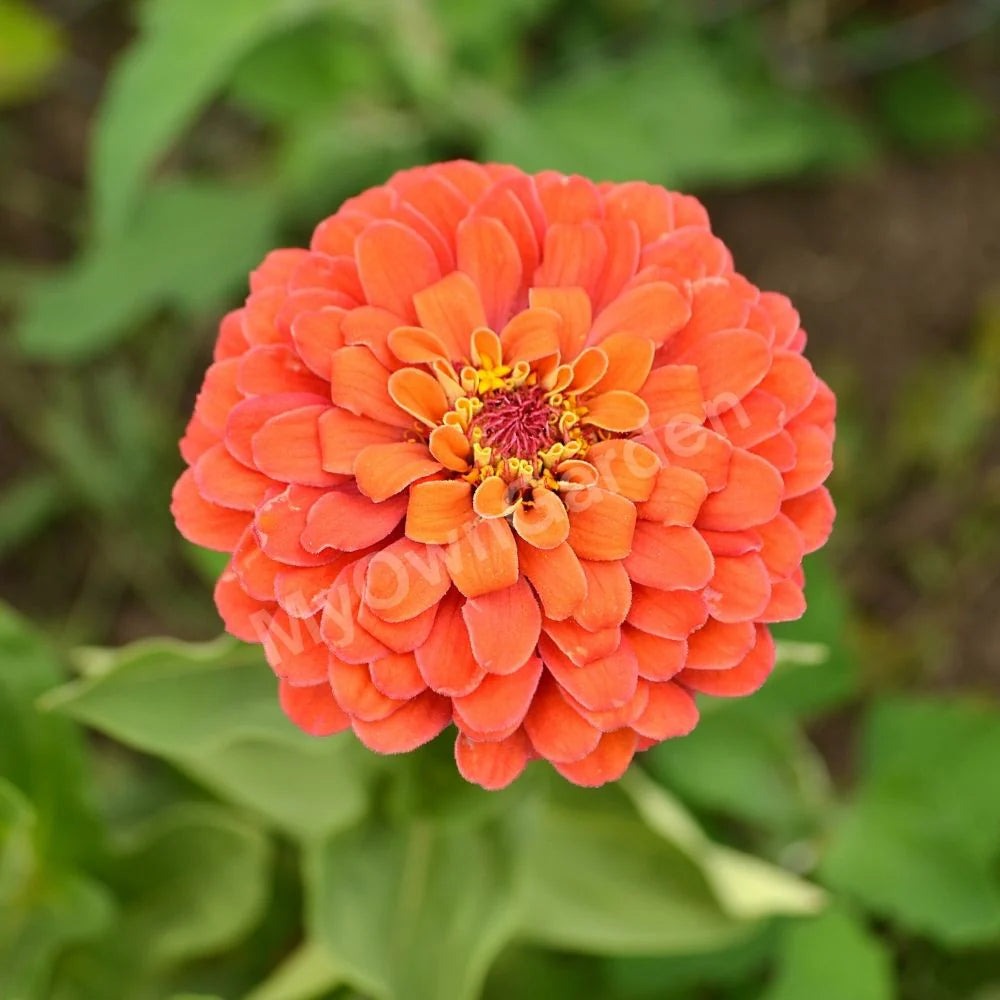 Orange Zinnia Seeds Garden Essentials for Colorful Blooms