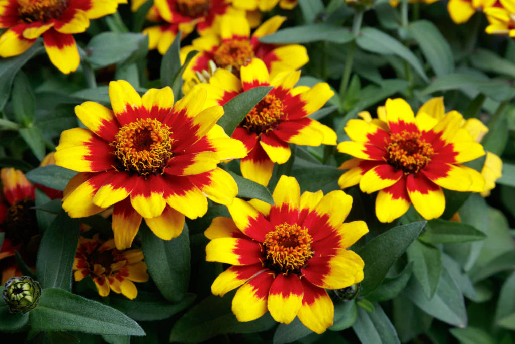 Zinnia Profusion Flower seeds for Planting Seasonal Bloomer Heirloom & GMO Free Seeds for Home Garden