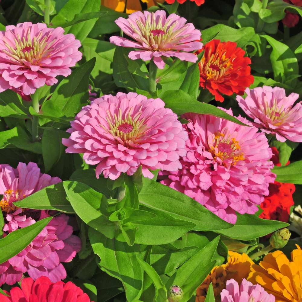 Zinnia Flower seeds for Planting - Perfect for Borders, Heirloom & GMO Free Seeds for Home Garden