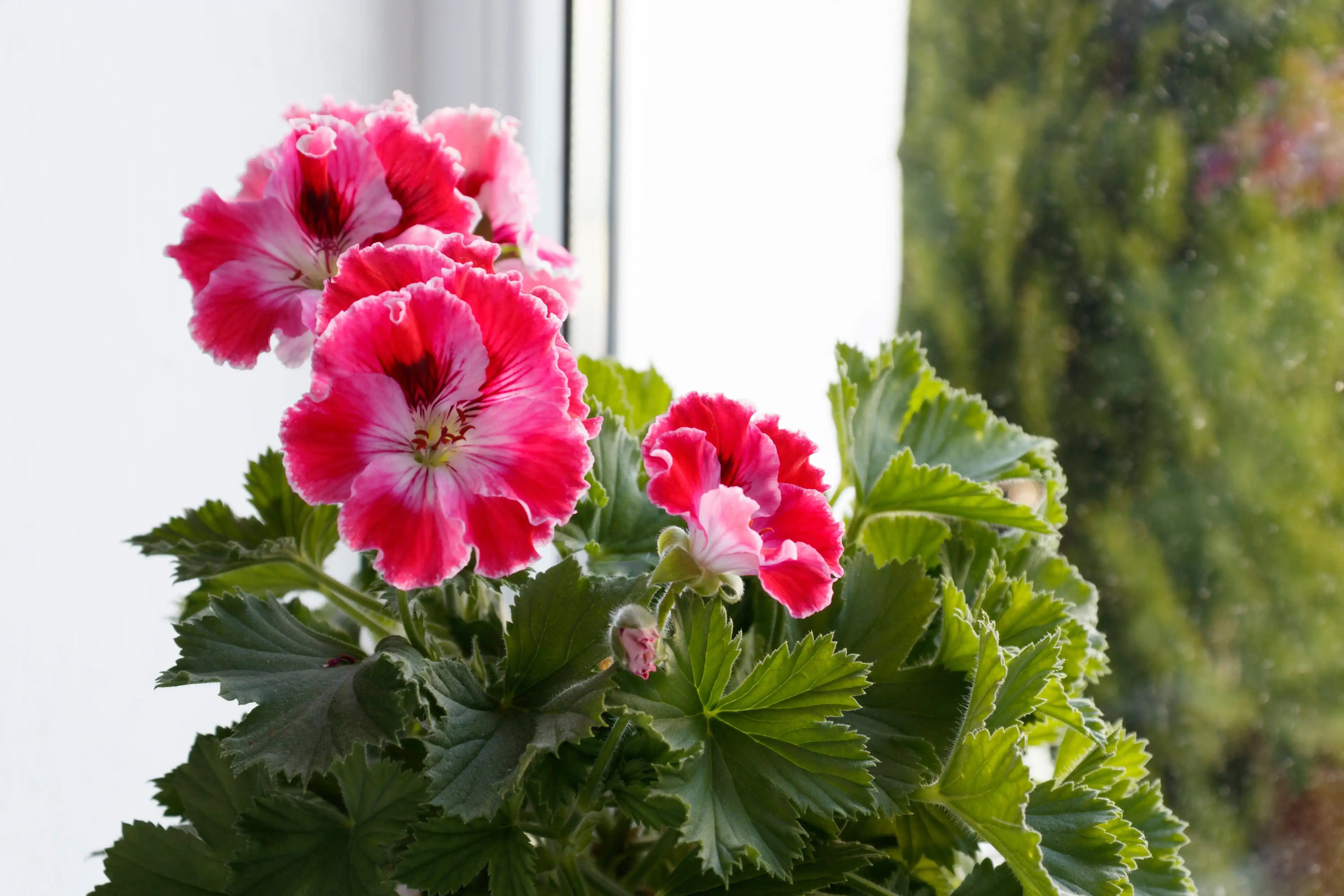 Light Green Geranium Seeds for Planting - Add Color to Your Space