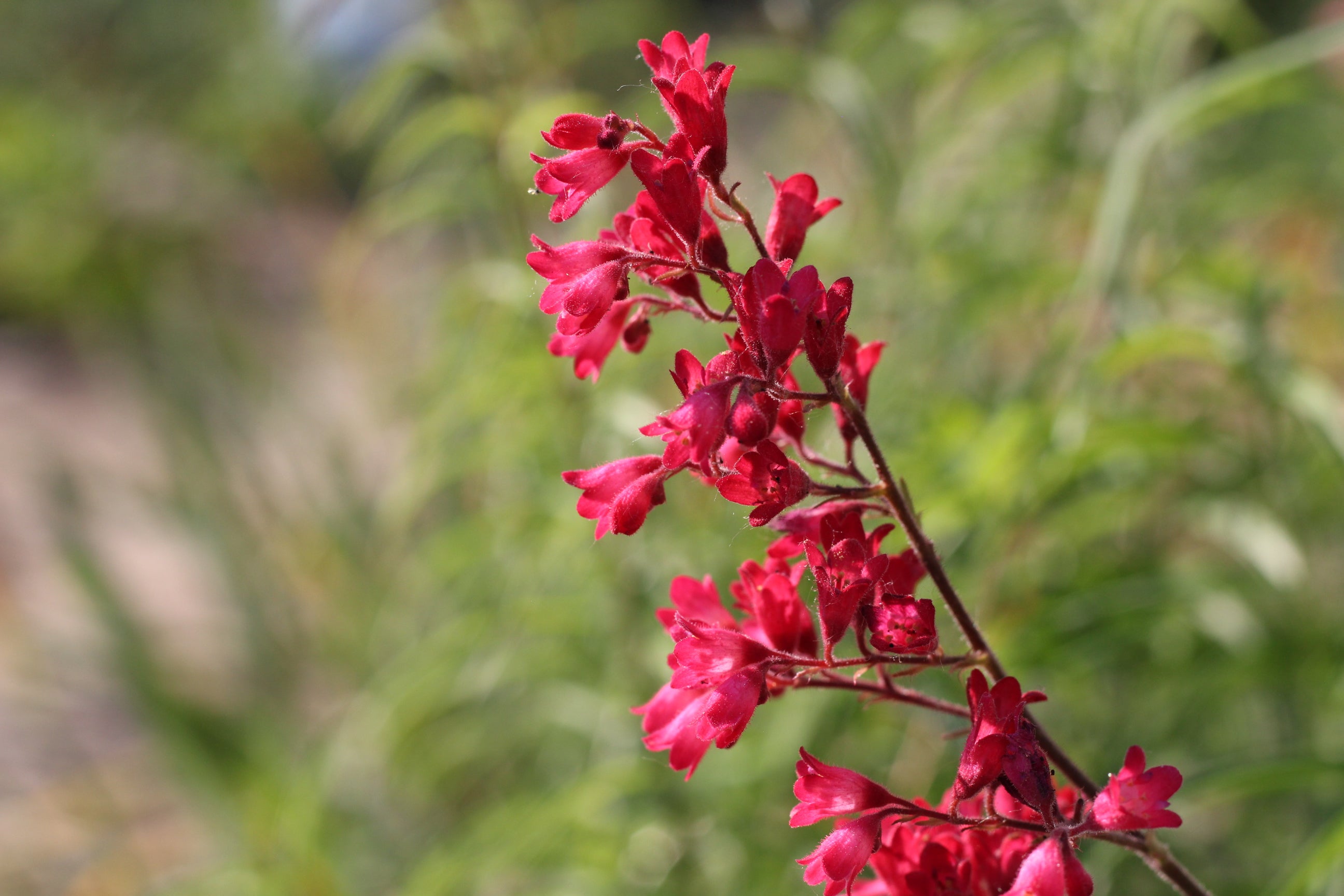 Red Coral Bells Flower seeds for Planting - Pollinator Friendly, Heirloom & GMO Free Seeds for Home Garden