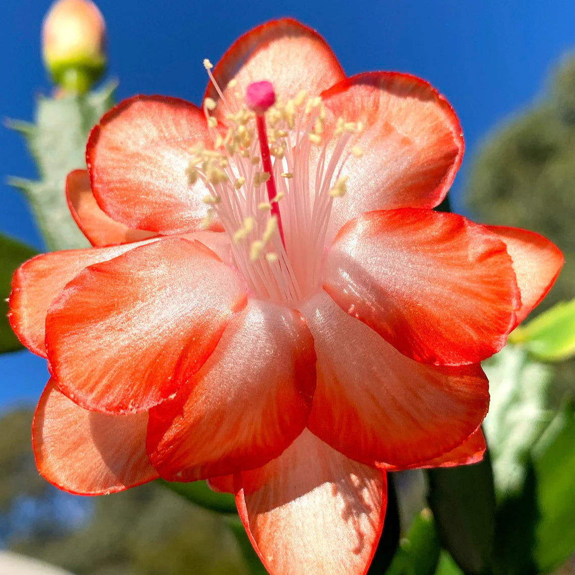 Orange Schlumbergera Flower seeds for Planting - Colorful Display, Heirloom & GMO Free Seeds for Home Garden