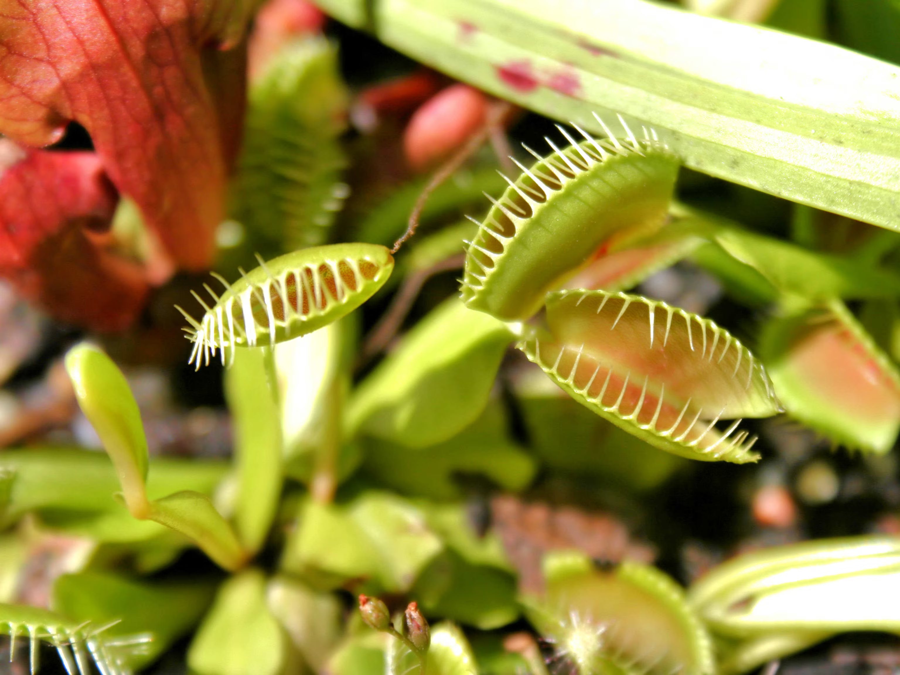 Carnivorous or Venus flytrap (Dionaea muscipula) Flower seeds for Planting - Vibrant Colors, Heirloom & GMO Free Seeds for Home Garden