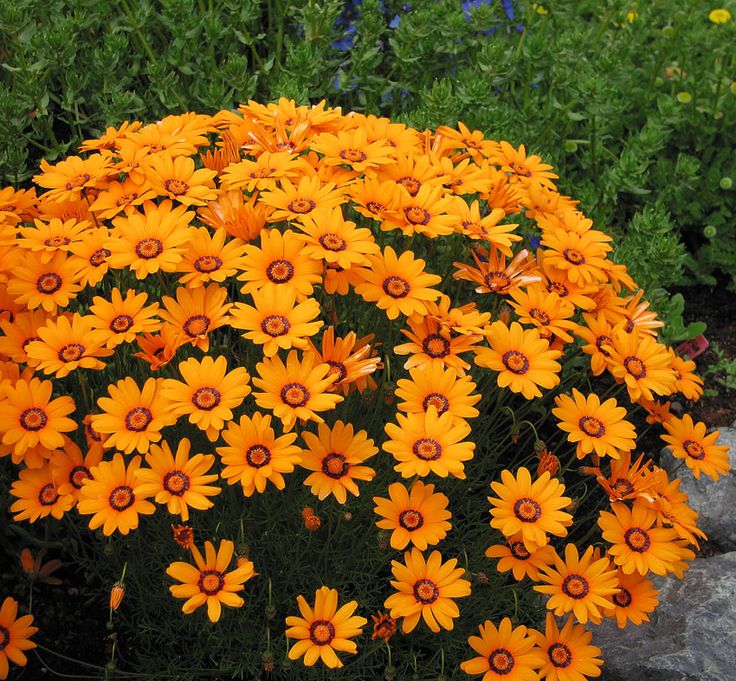 Orange Anthemoides Flower Seeds for Planting - Vibrant Annual Blooms for Your Garden