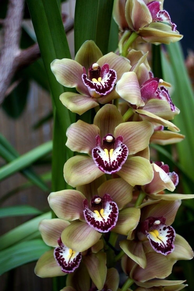 Mixed Cymbidium Orchid Flower seeds for Planting - Colorful Display, Heirloom & GMO Free Seeds for Home Garden