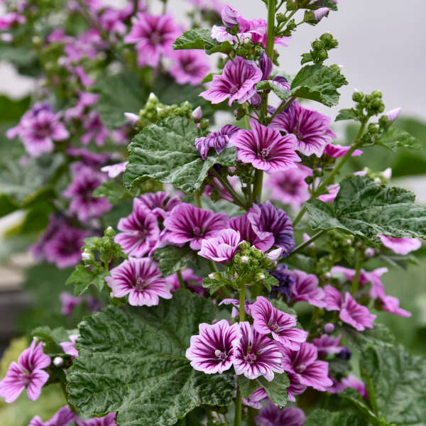 Malva Flower seeds for Planting - Seasonal Bloomer, Heirloom & GMO Free Seeds for Home Garden