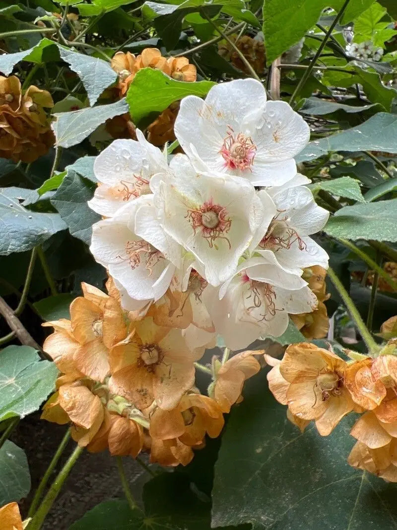 Dombeya Bourgassiae Pink Blossom Plant Seeds for Planting