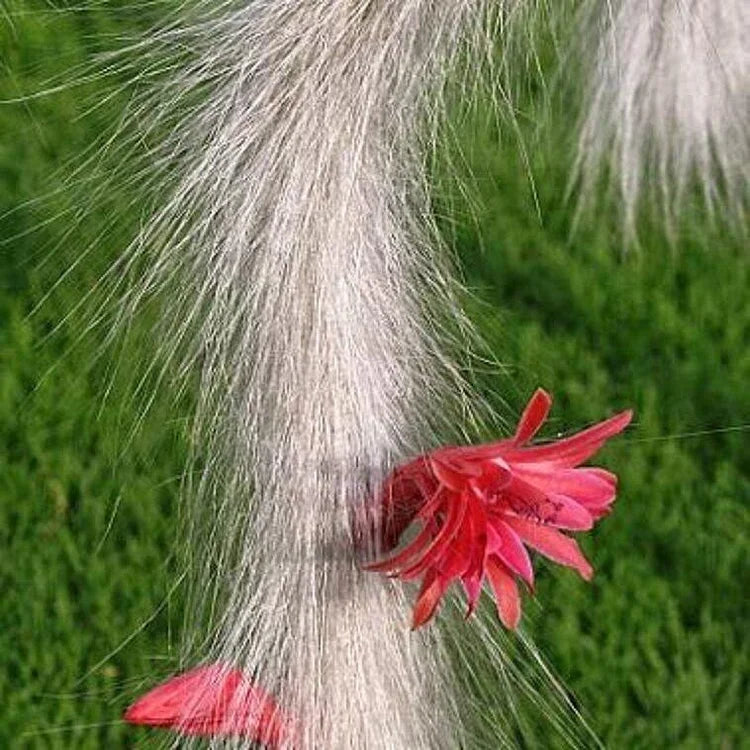 Monkey Tail Flower seeds for Planting - Premium Quality, Heirloom & GMO Free Seeds for Home Garden