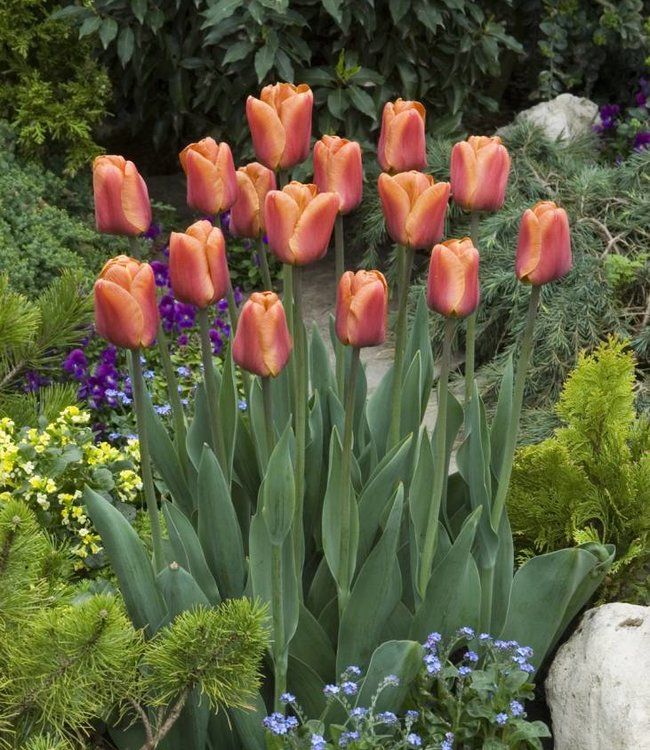 Brown (Brown Tulip) seeds for planting in home garden