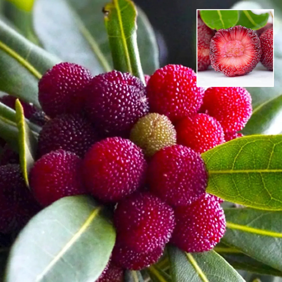Plant Yellow Bayberry Fruit Seeds