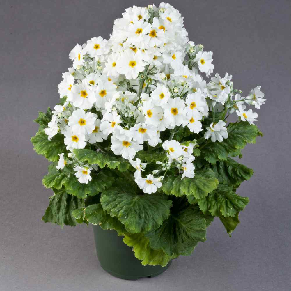 White Primula Malacoides Flower seeds for Planting Seasonal Bloomer Heirloom & GMO Free Seeds for Home Garden
Sale for planting in home garden