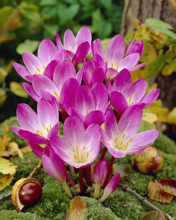 Light Pink Crocus Flower seeds for Planting - Premium Quality, Heirloom & GMO Free Seeds for Home Garden