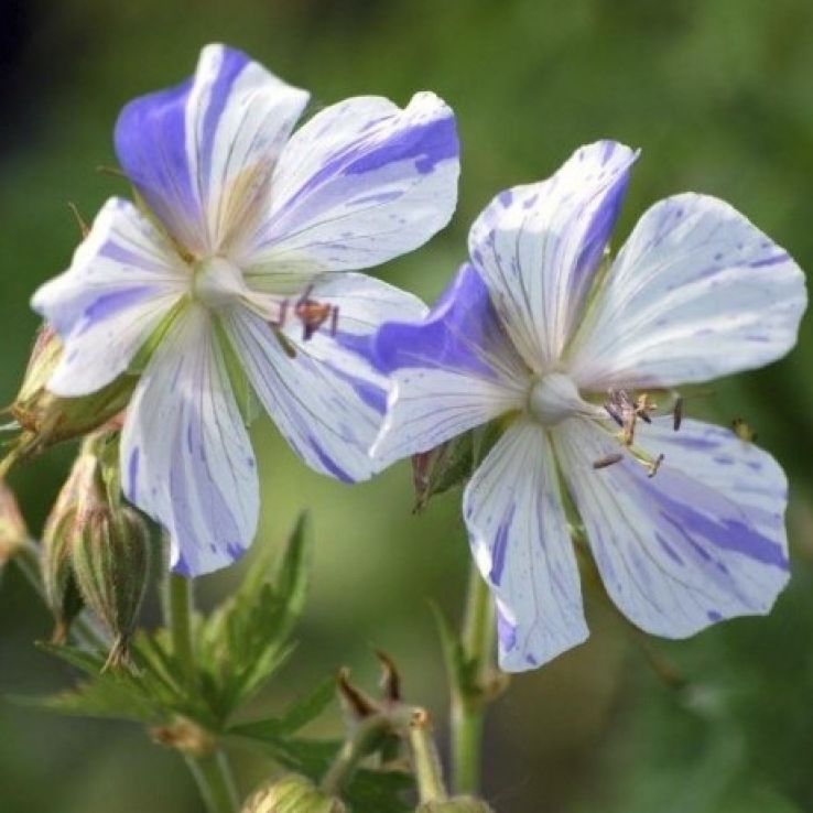 Violet & White Geraniums Flower seeds for Planting - Bright Blooms, Heirloom & GMO Free Seeds for Home Garden