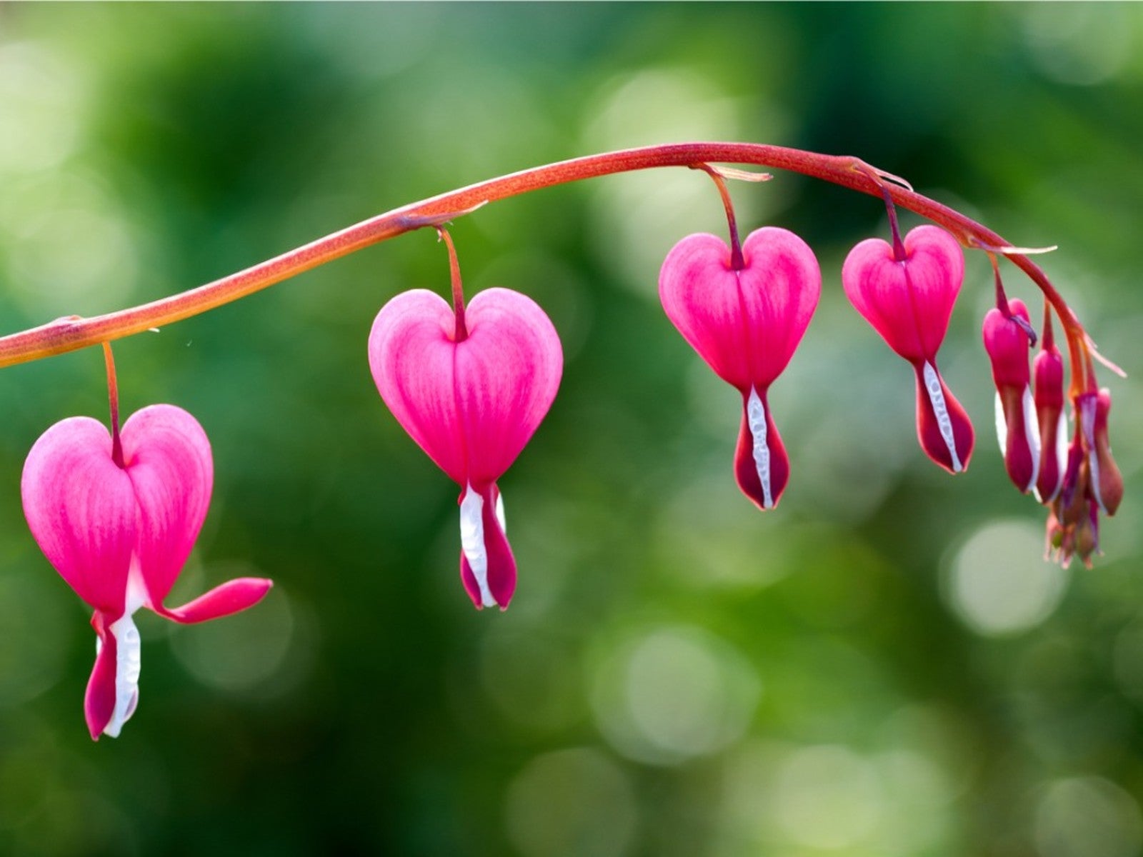 Red Bleeding Heart Flower seeds for Planting - Sun Loving, Heirloom & GMO Free Seeds for Home Garden