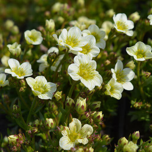 White Blush Saxifraga Flower seeds for Planting - Seasonal Bloomer, Heirloom & GMO Free Seeds for Home Garden