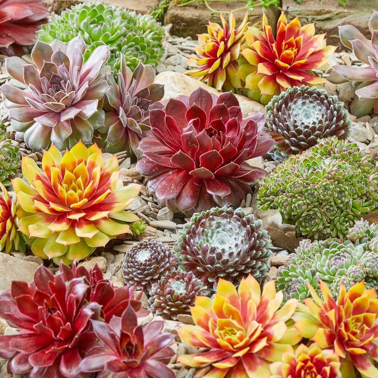 Mixed Sempervivum Flower seeds blooming in flower beds, containers, borders, and pollinator-friendly gardens