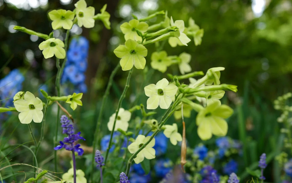 Light Green EveningScented Flower Seeds for Planting Seasonal Bloomer Heirloom & GMO Free Seeds for Home Garden
Sale