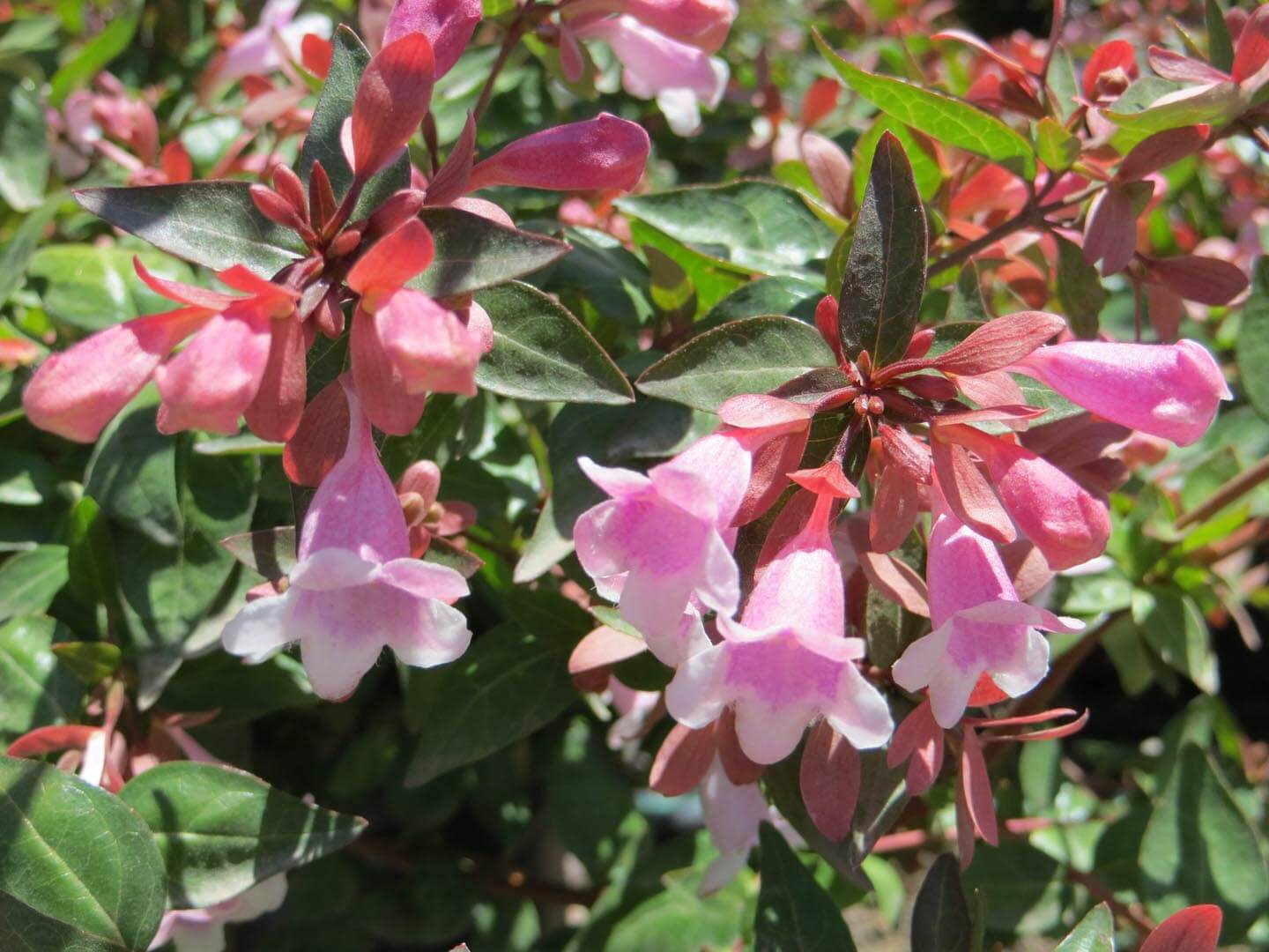 Lavender Abelia Flower Seeds for Planting , Premium Garden Seeds