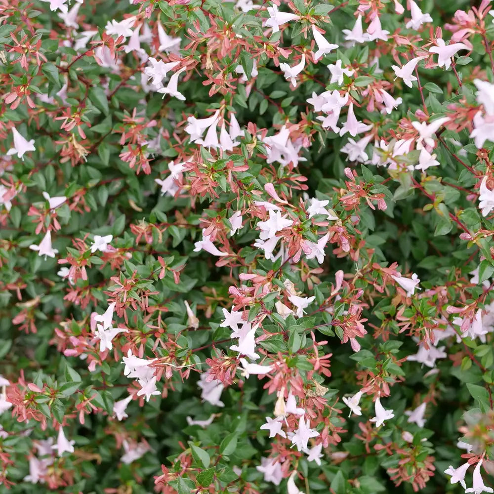 Multi-Colored Abelia Flower seeds for Planting - Sun Loving, Heirloom & GMO Free Seeds for Home Garden