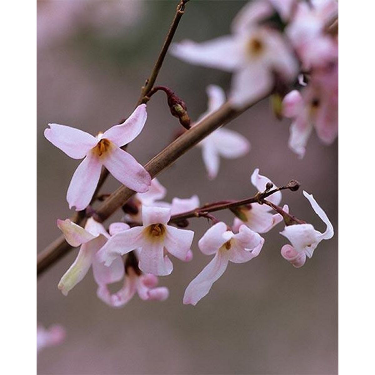 Pink Trifoliate Forsythia Flower seeds blooming in flower beds, containers, borders, and pollinator-friendly gardens
