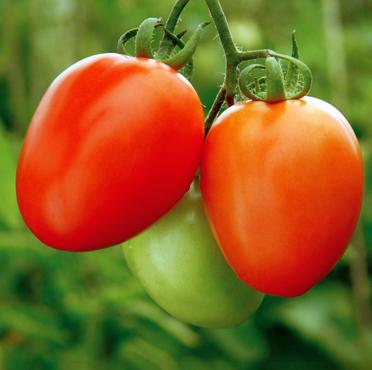Phoenix Hybrid Tomato Seeds, Planting