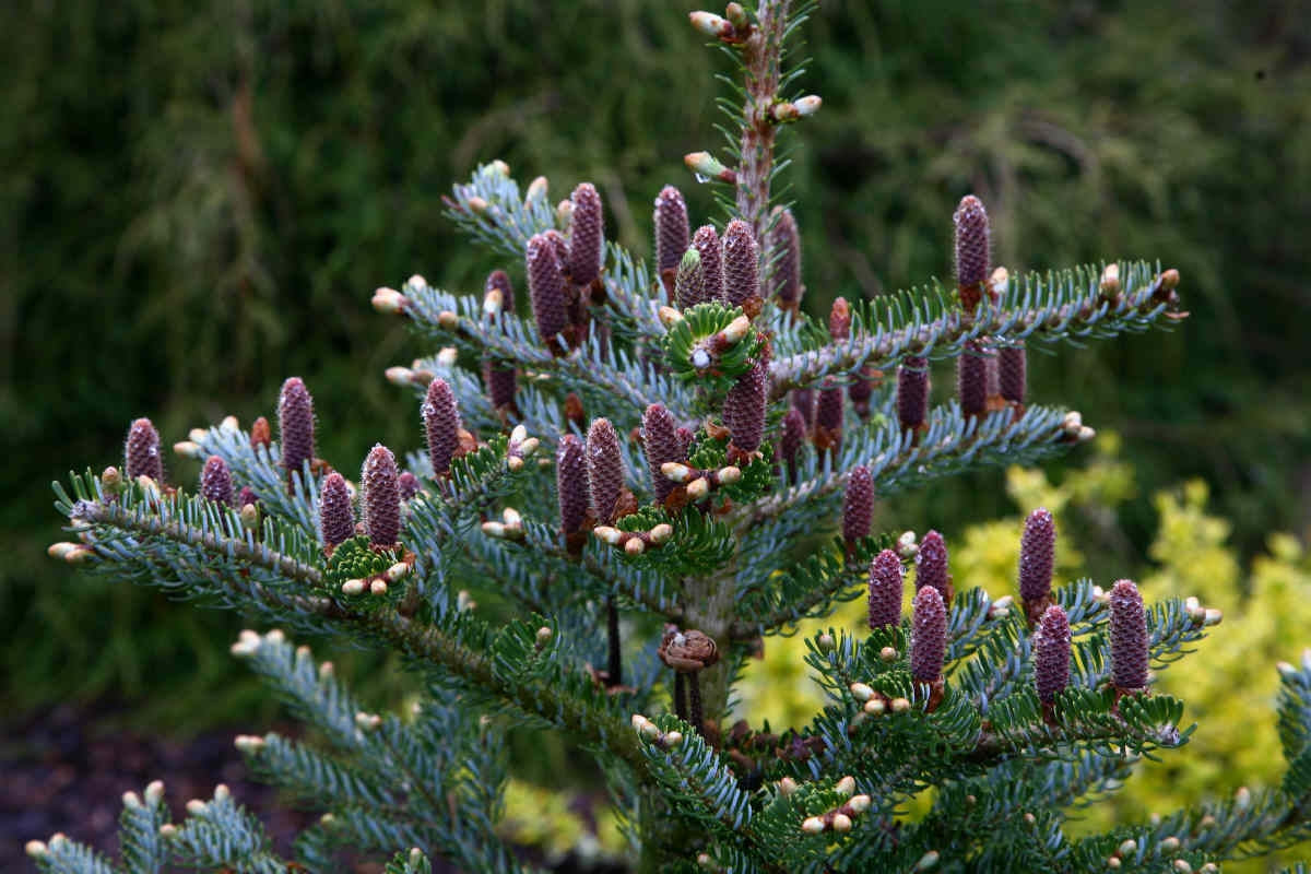 Abies Koreana Flower seeds for Planting - Shade Tolerant, Heirloom & GMO Free Seeds for Home Garden