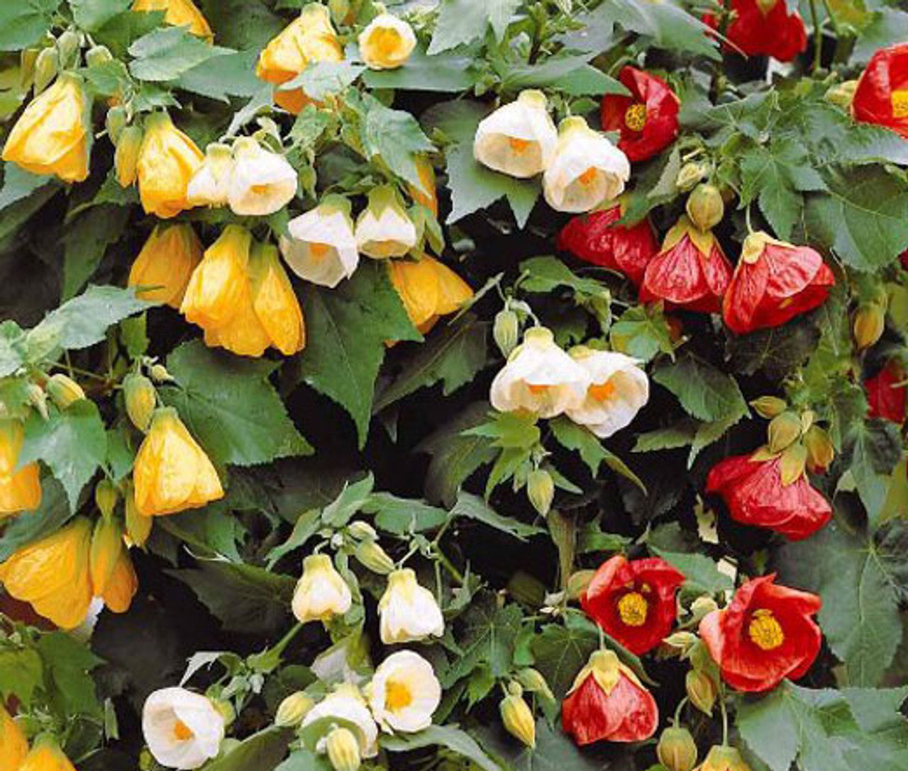 Abutilon Bellevue Seedlings Sprouting