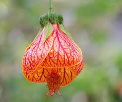 Close-up of Abutilon Striatum red-veined flower