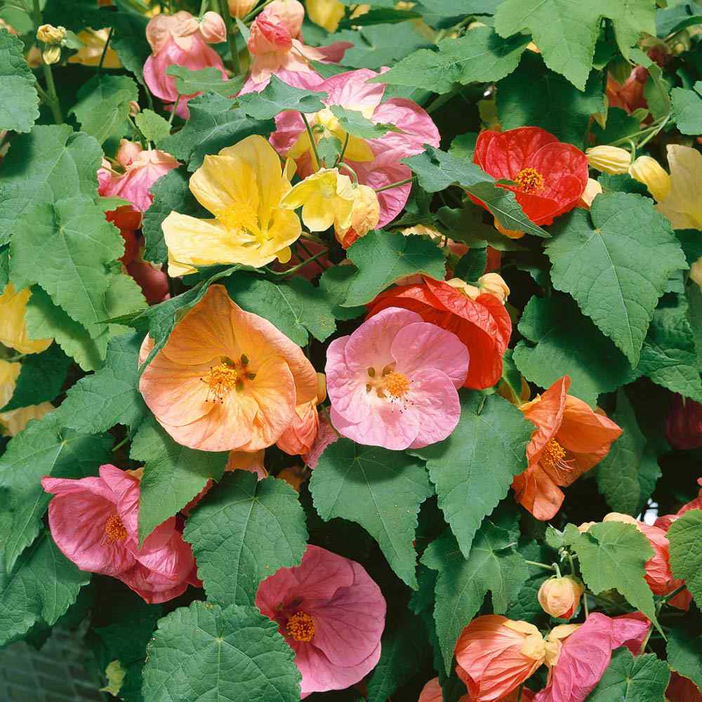 Abutilon Bellvue Flower seeds for Planting - Drought Tolerant, Heirloom & GMO Free Seeds for Home Garden