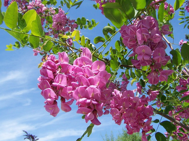 Pink Mix Acacia Perennial Flower Seeds for Planting Cottage Garden Essential Heirloom & GMO Free Seeds for Home Garden
Sale