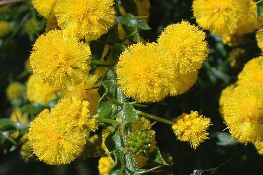 Mixed Acacia Perennial Flower Seeds for Planting Compact Growth Heirloom & GMO Free Seeds for Home Garden
Sale