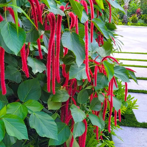 Acalypha plant seeds for home gardening