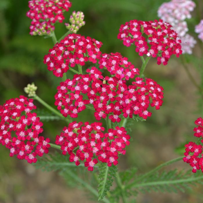 Red Yarrow Flower seeds for Planting - Cottage Garden Essential, Heirloom & GMO Free Seeds for Home Garden