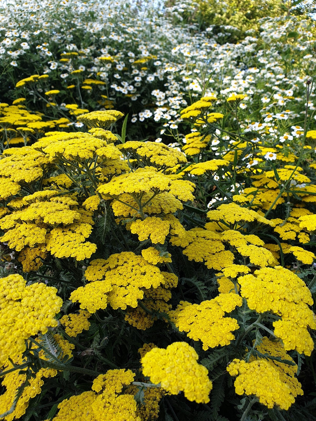 Yellow Achillea Flower seeds for Planting - Premium Quality, Heirloom & GMO Free Seeds for Home Garden