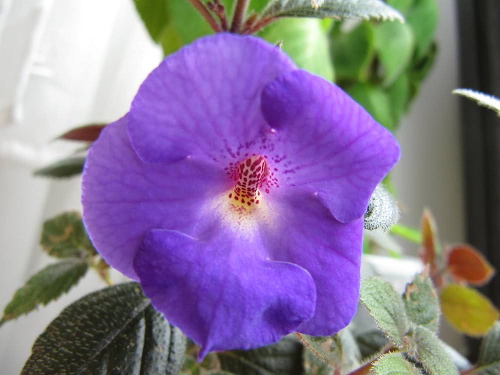 Achimenes Limoncello Lavender in Hanging Basket – Shaded Garden Display