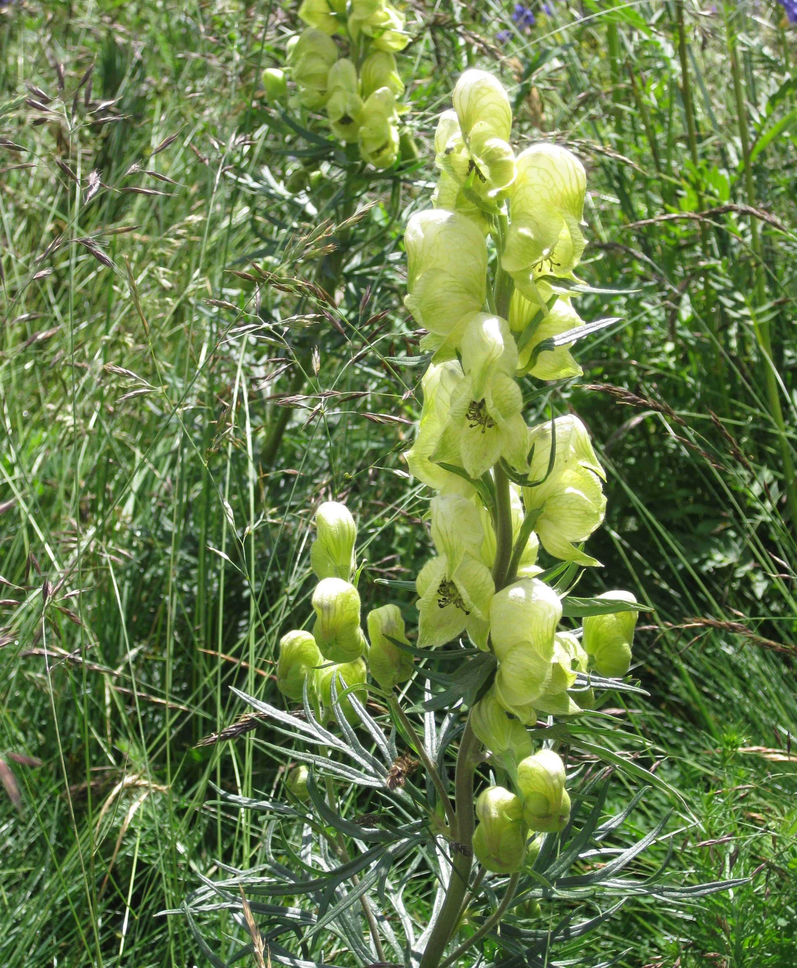 Light Green Aconitum Anthora Seeds for Easy Planting