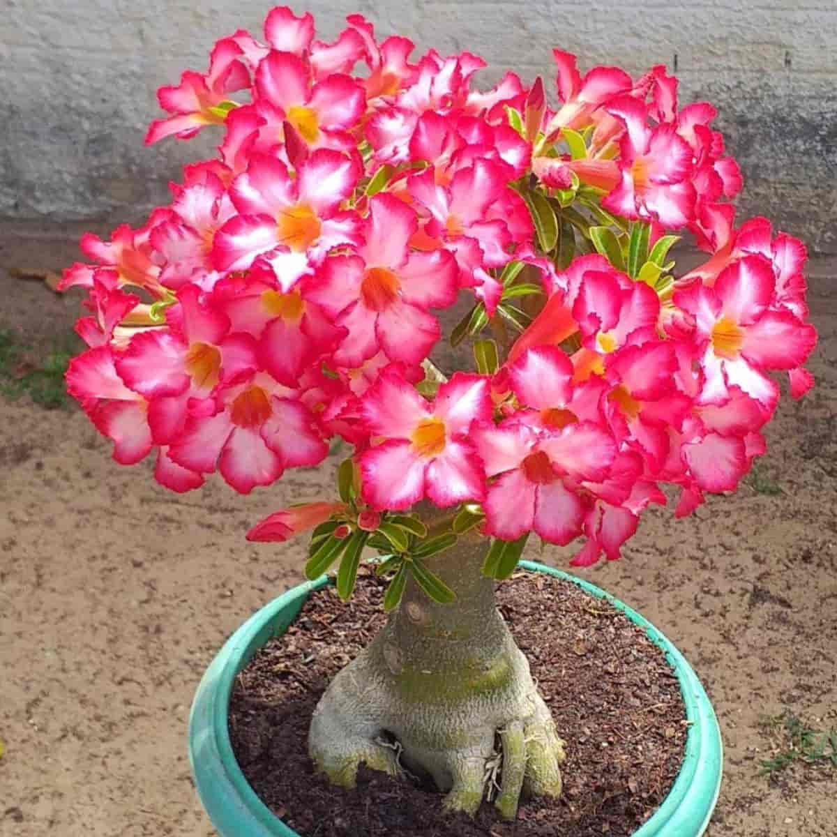 Adenium Arabicum seeds for vibrant desert rose blooms