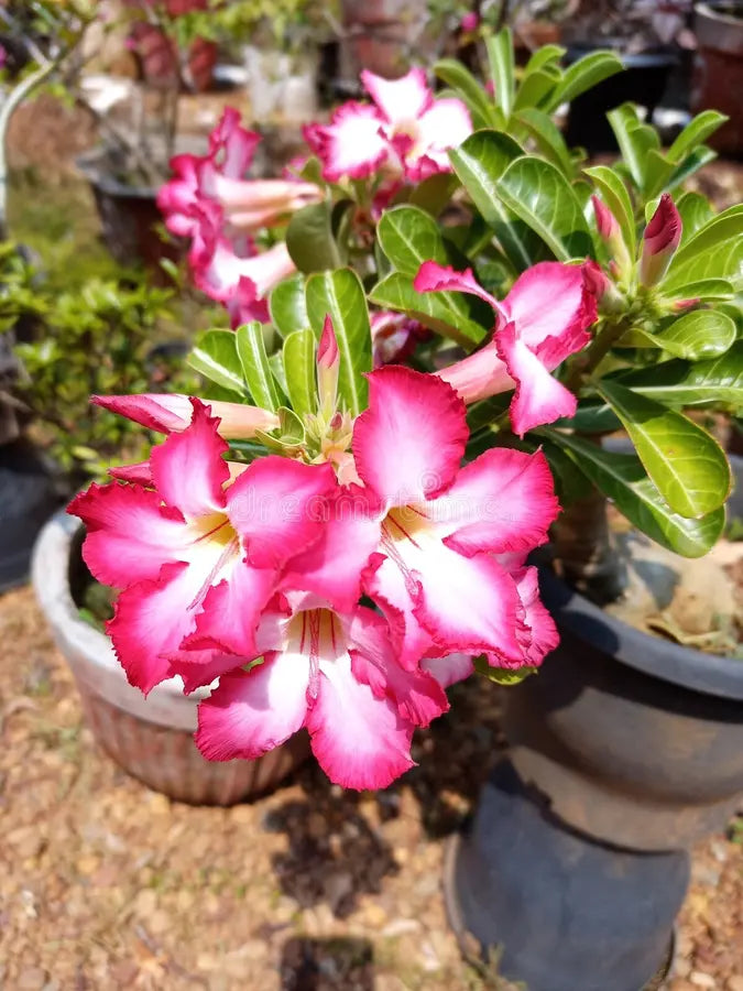 Wüstenrose Flower seeds for Planting - Seasonal Bloomer, Heirloom & GMO Free Seeds for Home Garden