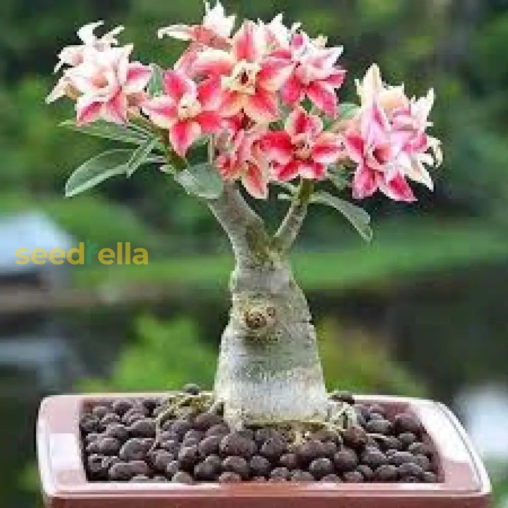 Adenium Seeds For Planting Grow Stunning Desert Rose Flowers At Home Flower
