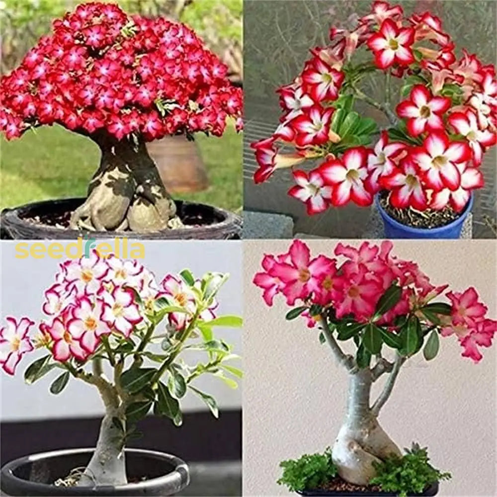 Adenium Seeds For Planting Grow Stunning Desert Rose Flowers At Home Flower